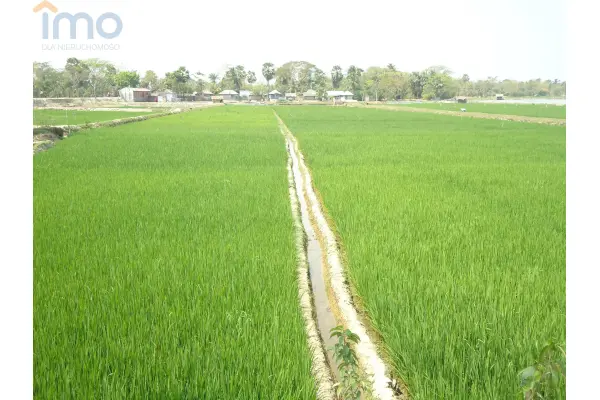 krośnieński, Dąbie, Budynia, Do dzierżawy - teren leśny