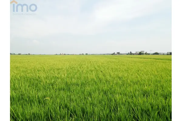 świętokrzyskie, ostrowiecki, Waśniów, Garbacz, Oddam w dzierżawę, czarnoziem